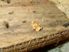 Archips xylosteana